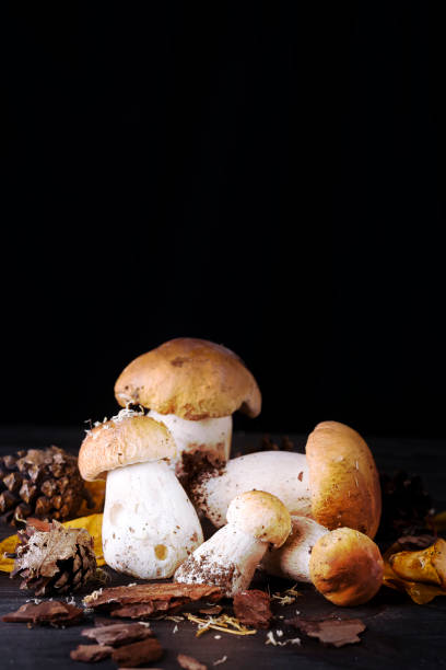 istock Mushrooms in the forest. 843257466