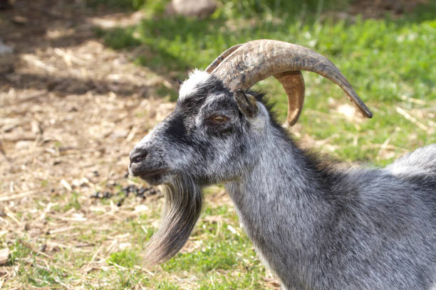 istock Portrait of a gray goat 843264582