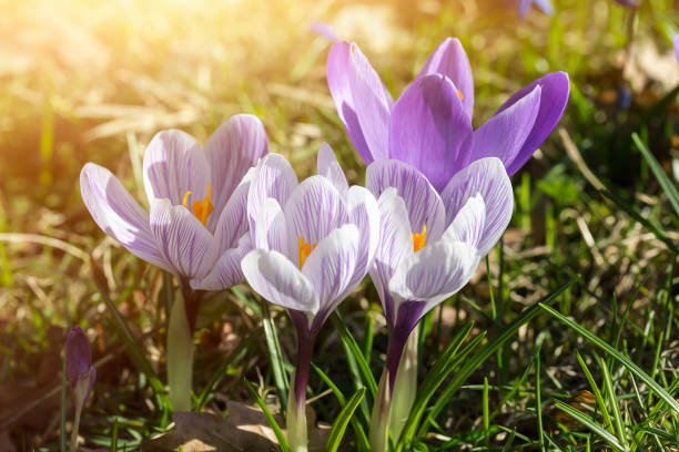 istock close up of some crocuses in spring 843264650