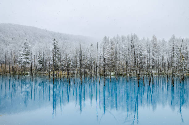 Biei Blue Pond, Hokkaido, Japan. Blue Pond is a man-made water feature in Biei, Hokkaido, Japan. It is one of the world most beautiful pond and offer different view for each season. The pond opened at 2010 and become tourism hotspot. shirogane blue pond stock pictures, royalty-free photos & images