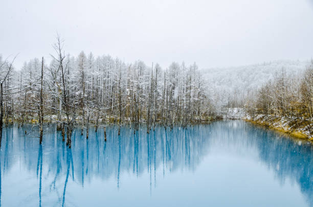 Biei Blue Pond, Hokkaido, Japan. Blue Pond is a man-made water feature in Biei, Hokkaido, Japan. It is one of the world most beautiful pond and offer different view for each season. The pond opened at 2010 and become tourism hotspot. shirogane blue pond stock pictures, royalty-free photos & images