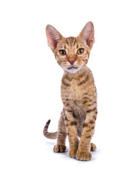 istock Ocicat kitten looking curious in the lens isolated on white background 843281726