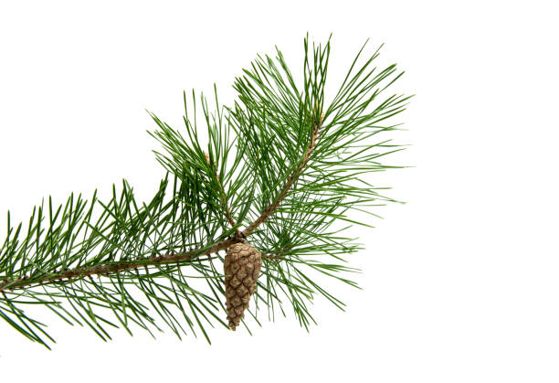 istock Branch of pine with cones isolated 843281758