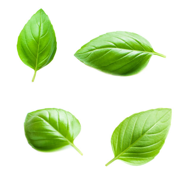 istock Set of Basil leaves isolated on white background. Macro. Top view. Flat lay