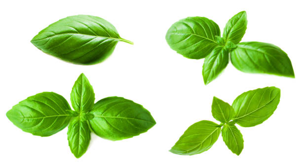 istock Set of Basil leaves isolated on white background. Macro. Top view. Flat lay