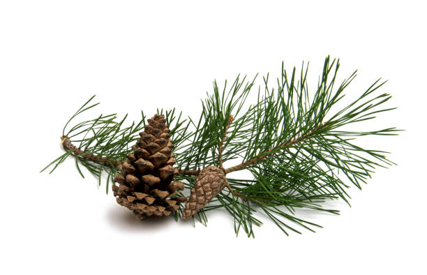 istock Branch of pine with cones isolated 843282084
