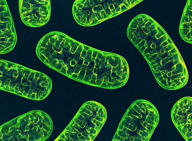 Photo of Mitochondria