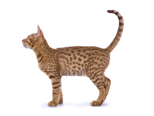 istock Full body shot side from Ocicat kitten isolated on white background 843284834