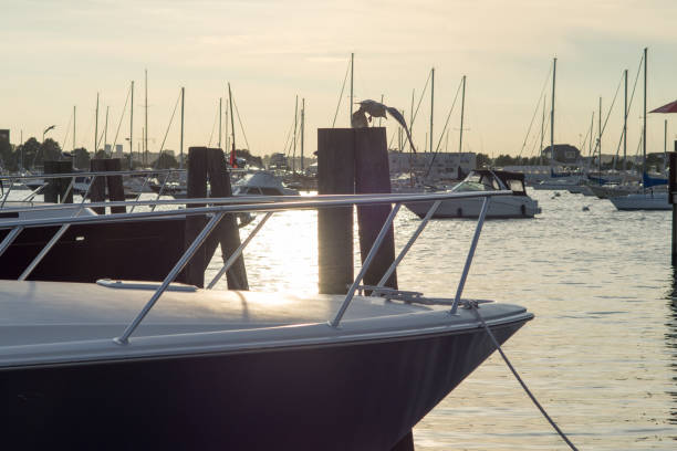 istock Sailboats and big bird during sunset time 843288980