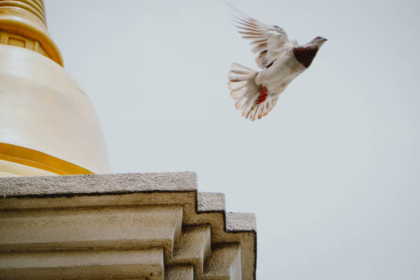 istock Pigeon on Temple roof 843289242