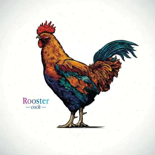 Vector illustration of Rooster
