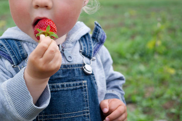 Child in denim overalls eats strawberry on a sunny day
