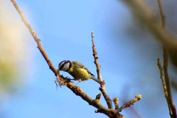 istock Blue tit bird by its nest box, summer, UK 843292560