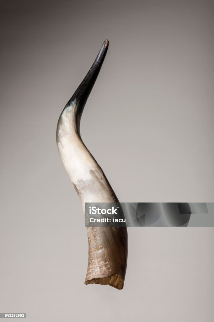 horn animal horn Horned Stock Photo