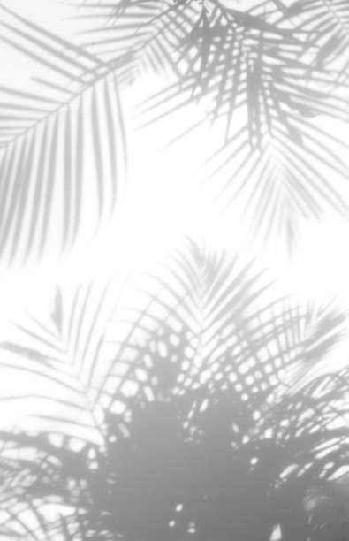 istock shadows palm leaves on a white background 843293482