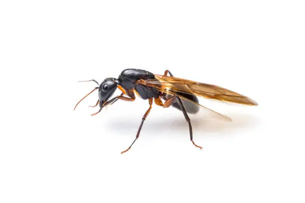 Photo of flying ant isolated on white background