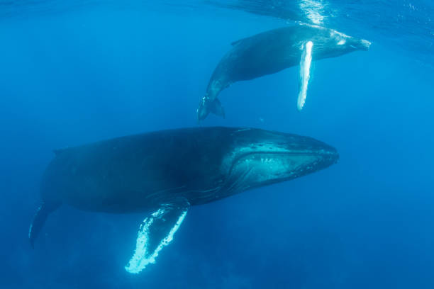 istock Humpback Whales in Blue Water 843293770