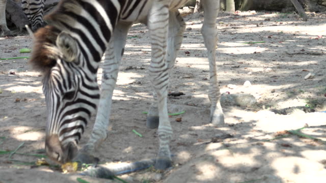 4k: zebra at safari