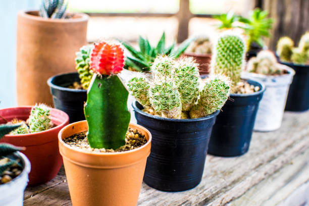 istock Many tiny cactus species in beautiful pots. 843297618