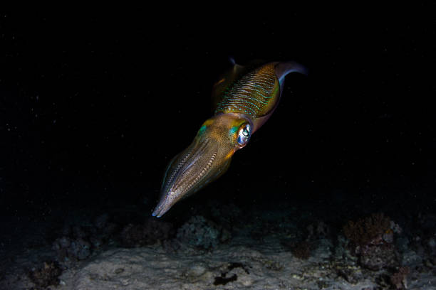istock Squid in Dark of Night 843297634