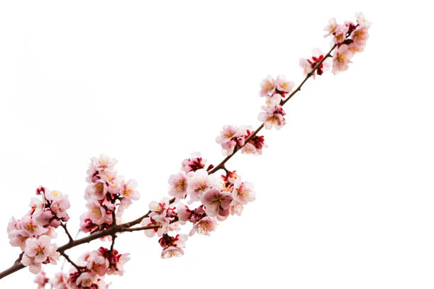 istock Soft pink cherry blossom or sakura isolated on white 843305820