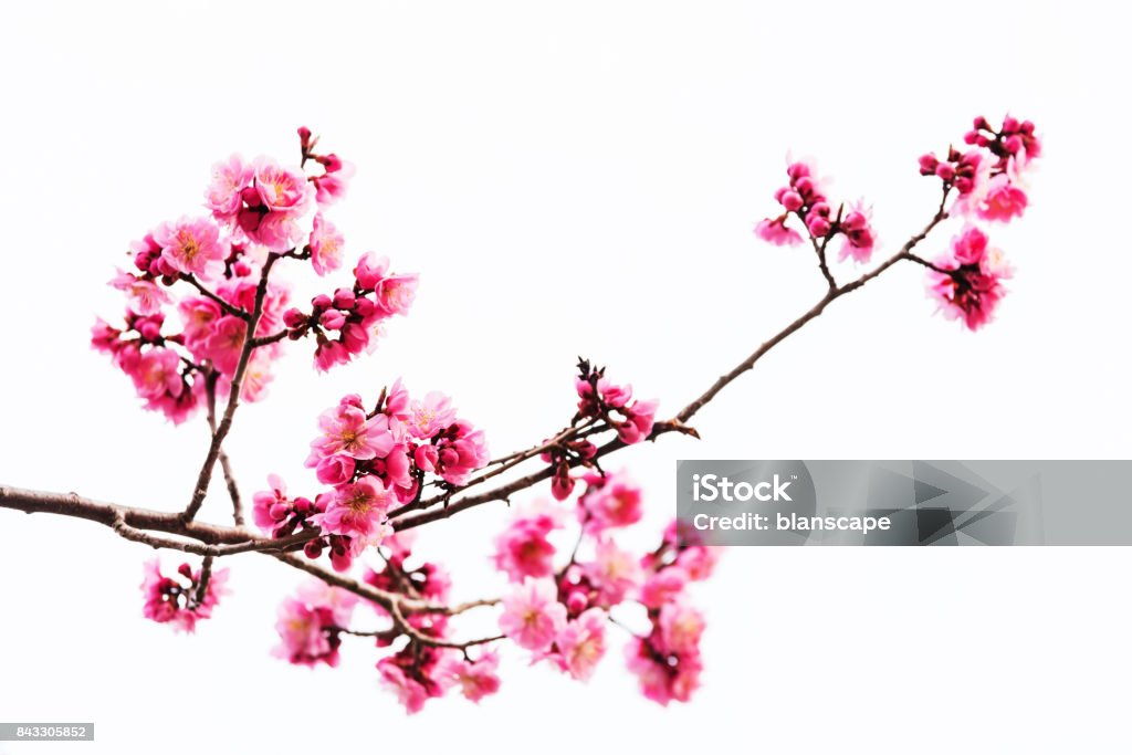 Lebendige rosa Kirschblüte oder Sakura isoliert auf weiss - Lizenzfrei Kirschblüte Stock-Foto