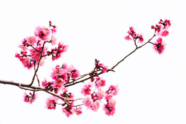 vibrante fiore di ciliegio rosa o sakura isolato su bianco - vibrant color horizontal japan branch foto e immagini stock