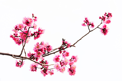 Vibrant Pink cherry blossom or sakura isolated on white