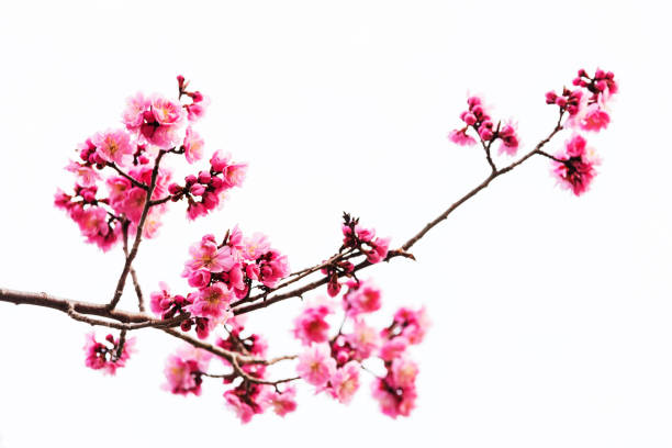 Vibrant Pink cherry blossom or sakura isolated on white Vibrant Pink cherry blossom or sakura isolated on white background cherry blossom branch on white stock pictures, royalty-free photos & images