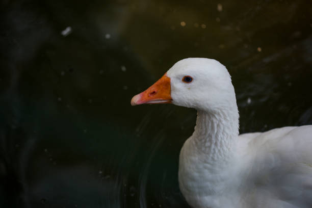 Cute Duck swimming. Natural lake background. White headed Duck.