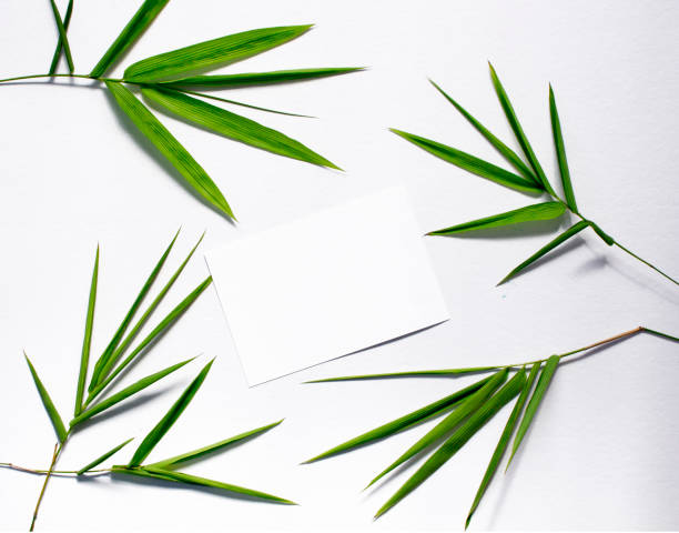 istock Green bamboo leaf on white background. Spa or beauty banner template with place for text. 843309256