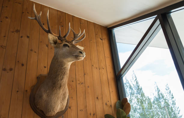 istock stuffed deer head on the wooden wall 843309314