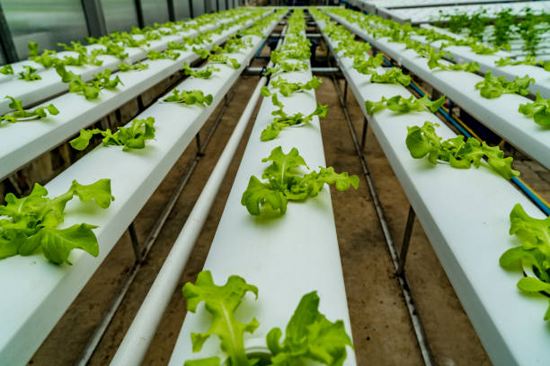 istock Green lettuce in hydrophonic farm 843310030