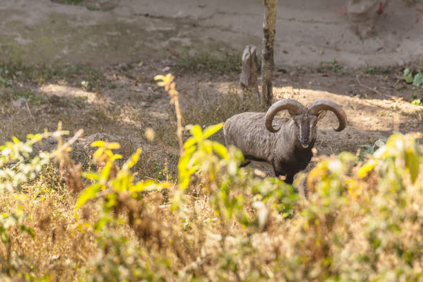 Blue Sheep with shrub in the foreground Blue Sheep with shrub in the foreground bharal photos stock pictures, royalty-free photos & images