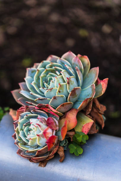 istock Red and green Crassulaceae grow from blue ground 843312606