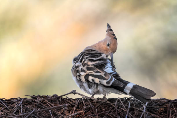 Bird Hoopoe Bid preening its feathers preening stock pictures, royalty-free photos & images