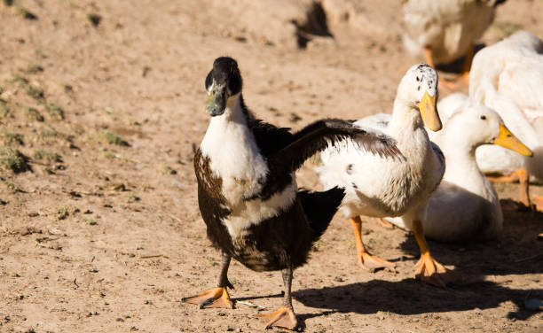 istock Duck for a walk on the farm 843314212