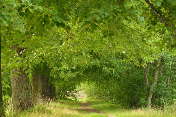 istock Avenue of trees in the Park. 843314496