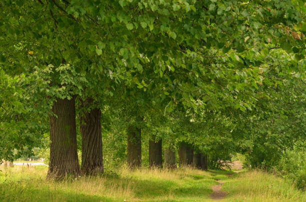 istock Avenue of trees in the Park. 843314722