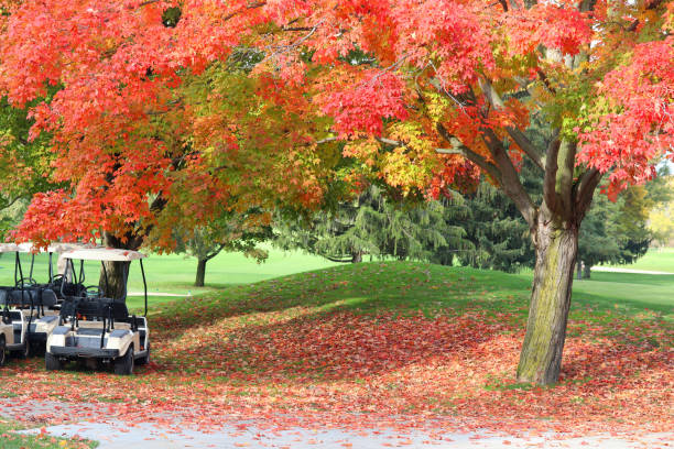 The leaves change color in late October in a Cook County forest preserve in Northern Illinois while in the background, two indistinguishable people sit at a picnic table.