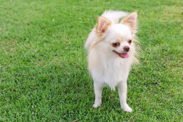 istock Chihuahua is standing on the field. 843318342