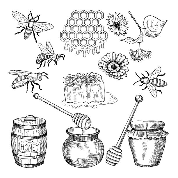 Vector hand drawn pictures of honey products Vector hand drawn pictures of honey products. Illustration of honey healthy natural food honeycombs clip art stock illustrations