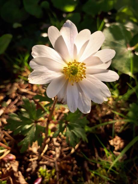 istock Translucent Anemone Blanda White Splendour Flower 843324572