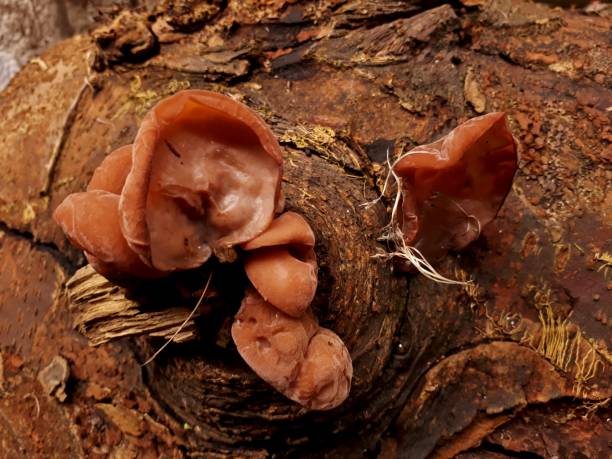istock Brown Peziza Fungus - Landscape 843324590
