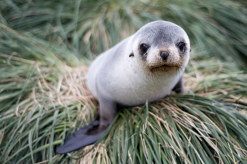 Fur seals taken from Antarctica