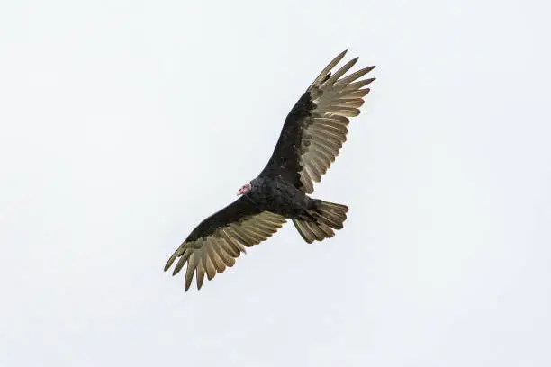 Falklands birds