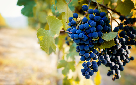 Italian vineyards of Langhe near Alba (Piedmont), with grapes ready for harvest