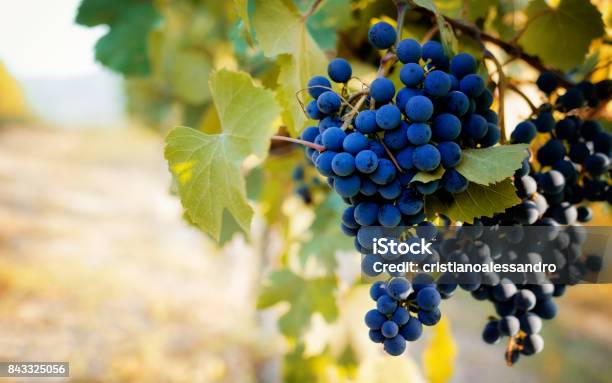 Italian Vineyards Of Langhe Stock Photo - Download Image Now - Grape, Vineyard, Italy