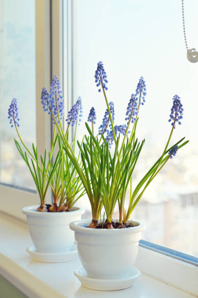 istock Spring flowers - muscari in flower pot 843325286