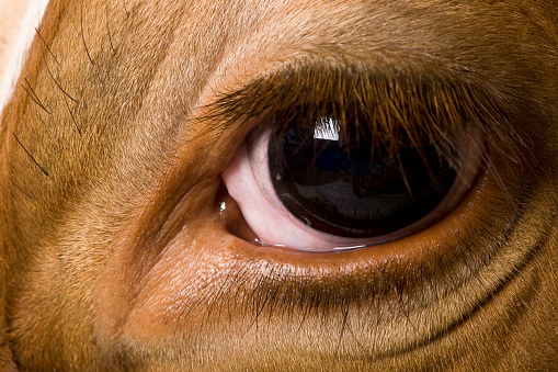 Holstein cow, 4 years old, looking at camera, close up on eye